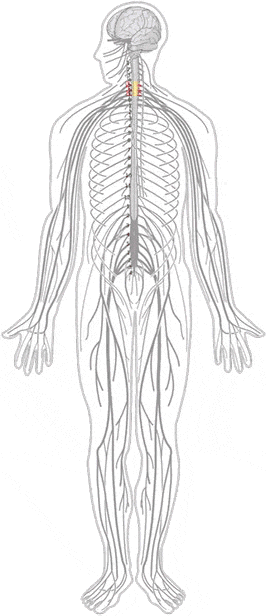 Illustration of the human nervous system, showing the brain, spinal cord, and peripheral nerves (C1 Nerves).